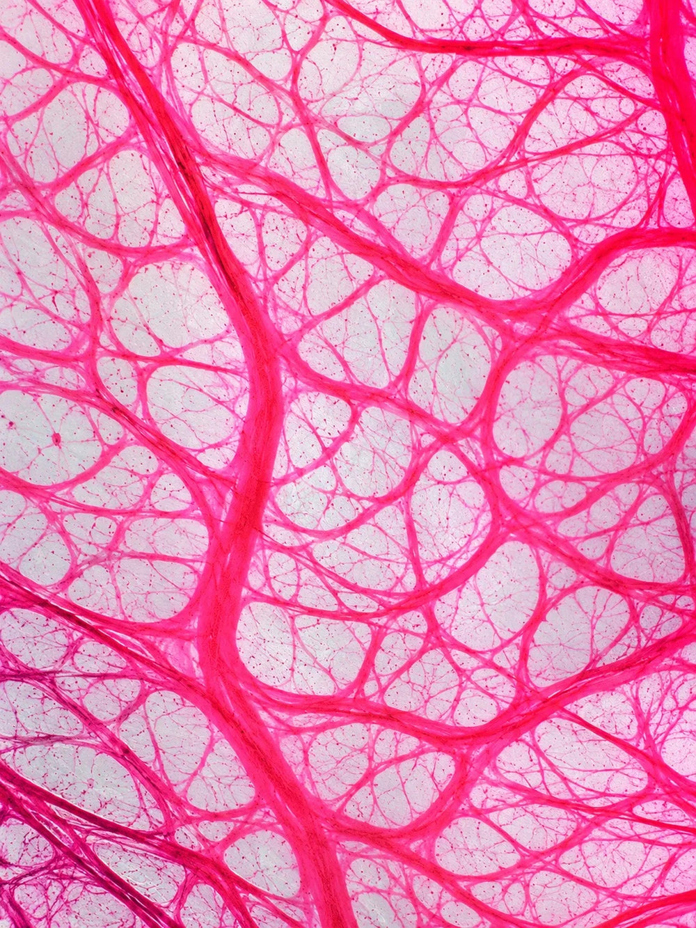 Magnified pink connective tissue fibres